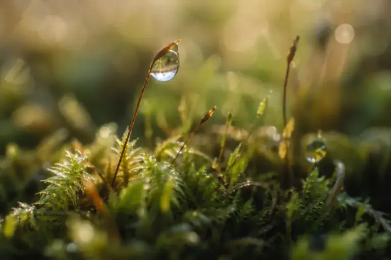 Makroaufnahme eines einzelnen Tautropfens auf feinen Moos und Grasstrukturen im weichen Morgenlicht als Sinnbild für Aufmerksamkeit, Präsenz und bewusste Wahrnehmung in komplexen Zeiten.
