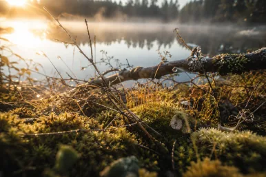 Makroaufnahme von Tau, Moos, Wasser und feinen Pflanzenstrukturen im weichen Morgenlicht als Sinnbild für Vielschichtigkeit, unterschiedliche Perspektiven und menschliche Wirklichkeit.