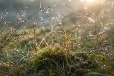 Makroaufnahme von Tau, feinen Pflanzenstrukturen, Wasserläufen und Lichtreflexen im weichen Morgenlicht als Sinnbild für Orientierung, Aufmerksamkeit und Komplexität menschlicher Wirklichkeit.