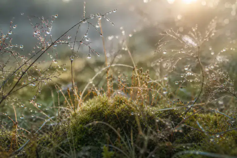Makroaufnahme von Tau, feinen Pflanzenstrukturen, Wasserläufen und Lichtreflexen im weichen Morgenlicht als Sinnbild für Orientierung, Aufmerksamkeit und Komplexität menschlicher Wirklichkeit.
