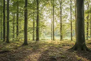 Lichtstrahlen fallen durch einen Wald – Symbol für Dialog und Verbindung