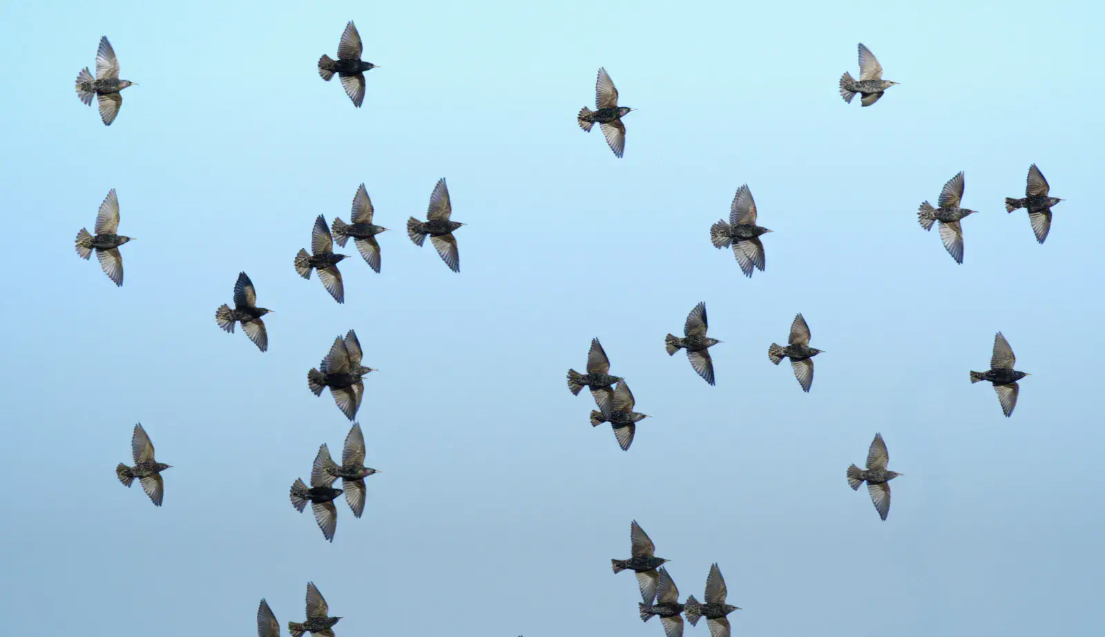 Vogelschwarm am Himmel als Symbol für Orientierung, Dynamik und Muster in komplexen Zusammenhängen.